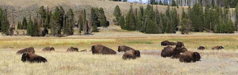 bisonokser 760